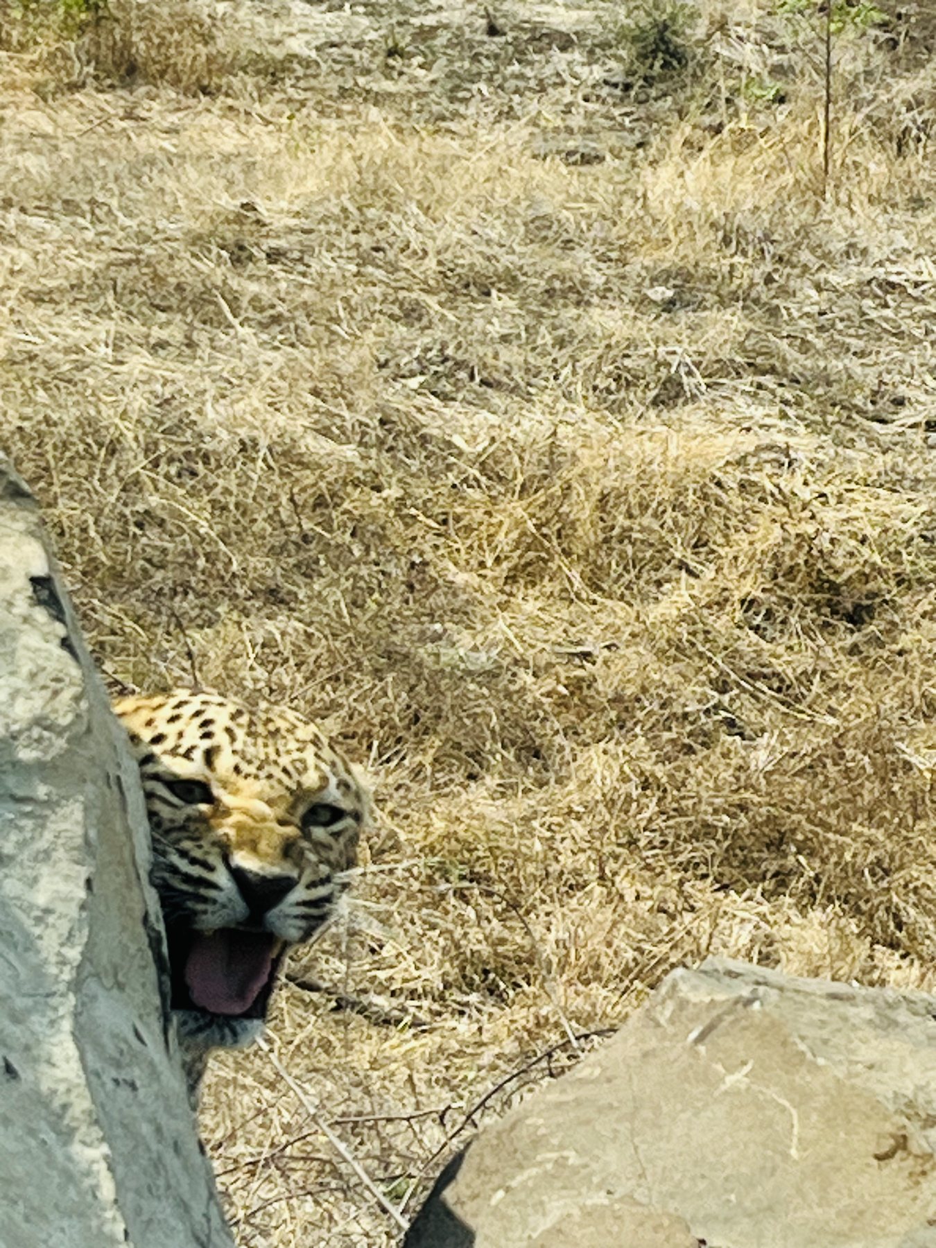 A leopard resting in dry grass