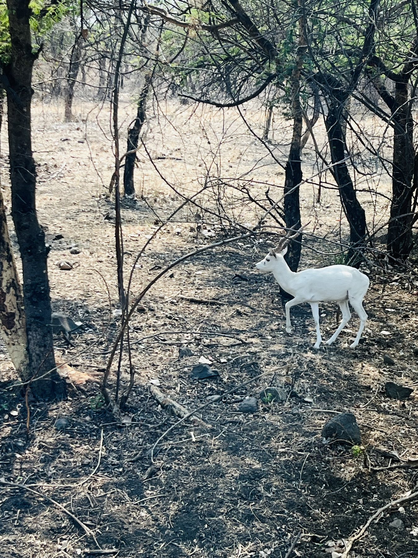 A white dog among trees